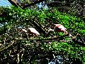 gal/holiday/Brazil 2005 - Foz do Iguacu Birds Sanctuary/_thb_Bird_Sanctuary_Iguacu_DSC07159.jpg